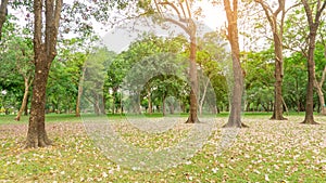 Pink Trumpet tree or Tabebuia rosea flower blossom and fall on green grass lawn yard under the trees, garden in Chatuchak park