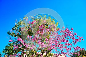 Pink trumpet tree and Tabebuia rosea in spring