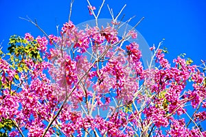 Pink trumpet tree and Tabebuia rosea in spring