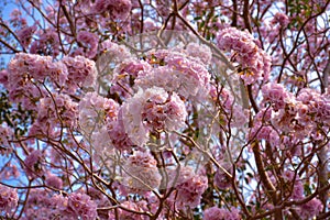 Pink trumpet tree