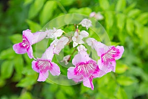 Pink Trumpet Vine