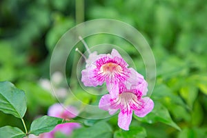 Pink Trumpet Vine