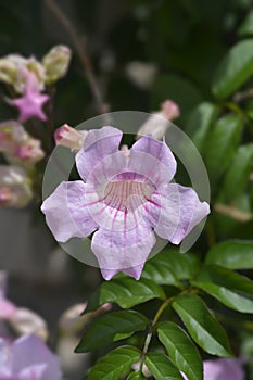 Pink trumpet vine