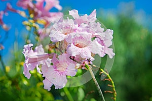 Pink Trumpet Vine