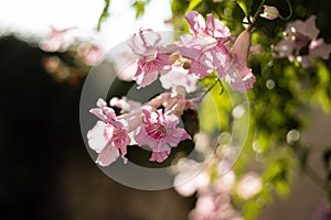 Pink Trumpet Vine  flower, Podranea ricasoliana