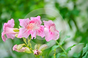 Pink Trumpet Vine flowers (Podranea ricasoliana) in the garden. Podranea ricasoliana is also known as Zimbabwe creeper, Pink Trump