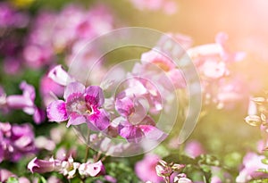 Pink Trumpet Vine in garden