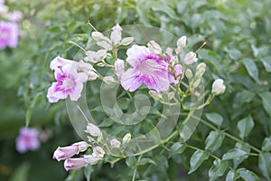 Pink trumpet vine or Podranea ricasoliana bloom in the garden with sunlight.