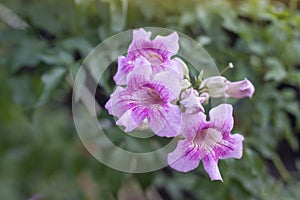 Pink trumpet vine or Podranea ricasoliana bloom in the garden with sunlight on nature background.