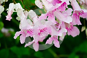 Pink Trumpet Vine, Podranea ricasoliana, flower