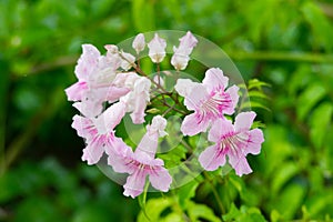 Pink Trumpet Vine, Podranea ricasoliana, flower