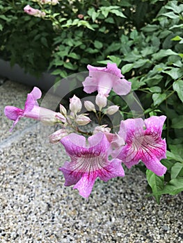 Pink Trumpet vine or Port St.John`s Creeper or Podranea ricasoliana or Campsis radicans or Trumpet creeper flowers.