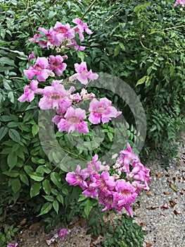 Pink Trumpet vine or Port St.John`s Creeper or Podranea ricasoliana or Campsis radicans or Trumpet creeper flowers.