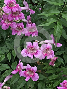 Pink Trumpet vine or Port St.John`s Creeper or Podranea ricasoliana or Campsis radicans or Trumpet creeper flowers.