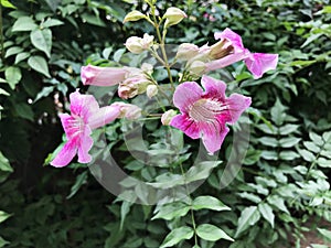 Pink Trumpet vine or Port St.John`s Creeper or Podranea ricasoliana or Campsis radicans or Trumpet creeper flowers.