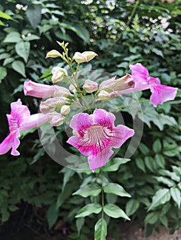 Pink Trumpet vine or Port St.John`s Creeper or Podranea ricasoliana or Campsis radicans or Trumpet creeper flowers.