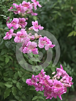 Pink Trumpet vine or Port St.John`s Creeper or Podranea ricasoliana or Campsis radicans or Trumpet creeper flowers.