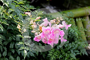Pink Trumpet Vine, Queen of Sheba, Podranea ricasoliana