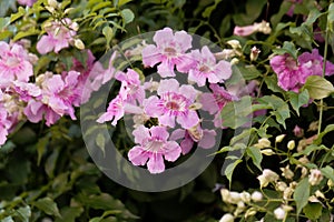 Pink trumpetflower Podranea ricasoliana