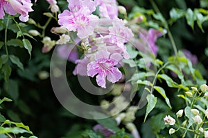 Pink trumpetflower Podranea ricasoliana