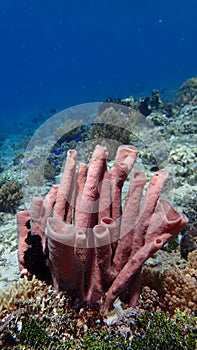 Pink tube sponge Coral reef of indonesia north of gili trawangan and gili air lombok bali