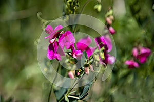 Pink Tuberous pea flowers on green blurred background close up