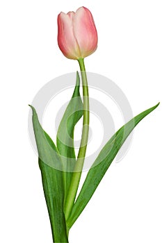 Pink Tulip photo