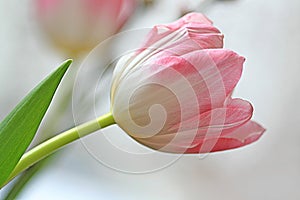 Pink tulip