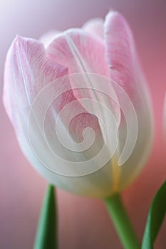 Pink tulip