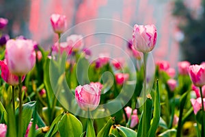 Pink tulip