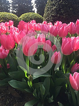 Pink tulip
