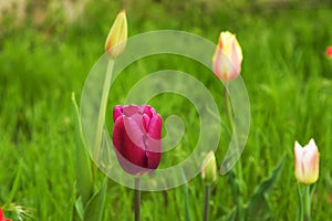 Pink Tulip