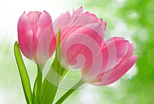 Pink tulip