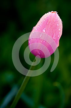 Pink tulip