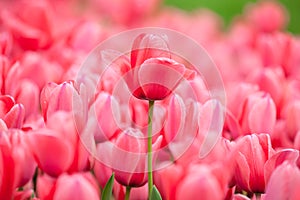 Pink tulip