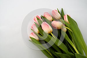 Pink tulip photo