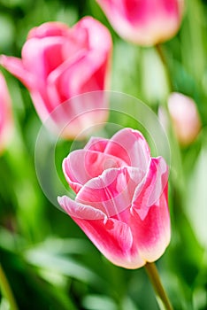 Pink tulip