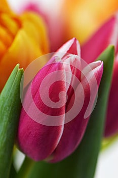 Pink Tulip