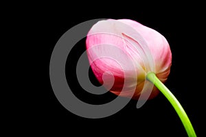 Pink tulip