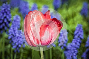 Pink Tulip Backed by Grape Hyacinth