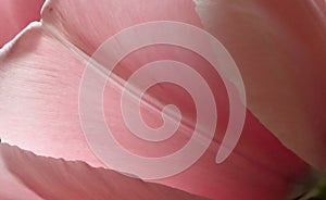 Pink tulip, background