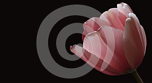 Pink tulip, background