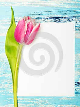 Pink tulip and balnk paper on blue wooden background,