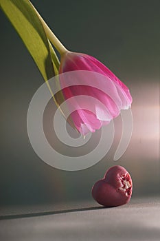 Pink tulip bent over pink heart shaped chocolate candy