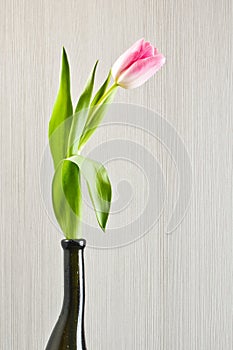 Pink tulip in the black glass vase