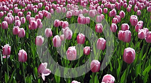 Pink tulip bloom, red beautiful tulips field in spring time, floral background, garden scene