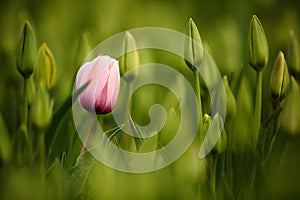 Pink tulip bloom, red beautiful tulips field in spring time with sunlight, floral background, garden scene, Holland, Netherlands photo