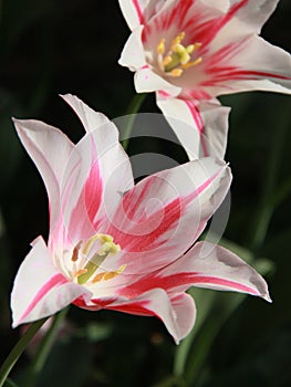 Pink tulip blossom in a garden