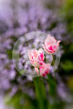 Pink tulip blosson in spring