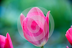 Pink tulip blosson in spring